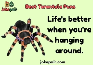 Best Tarantula Puns